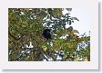 SelvaVerde - 129 * Howler monkey * Howler monkey
